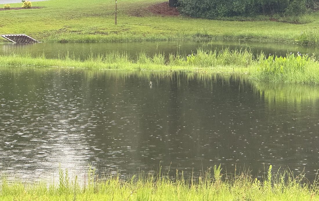 Wet pond in light rain with a grassy vegetated shelf and an inlet grate on the far bank